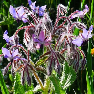 Photographie n°117368 du taxon Borago officinalis L. [1753]