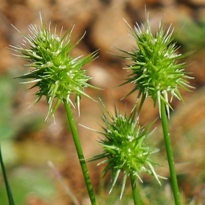 Photographie n°117370 du taxon Echinaria capitata (L.) Desf.