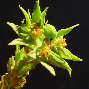 Euphorbia exigua subsp. merinoi M.Laínz (Euphorbe exiguë)