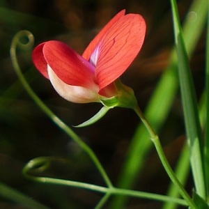 Photographie n°117375 du taxon Lathyrus cicera L. [1753]