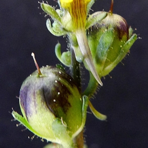 Photographie n°117376 du taxon Linaria simplex (Willd.) DC. [1805]