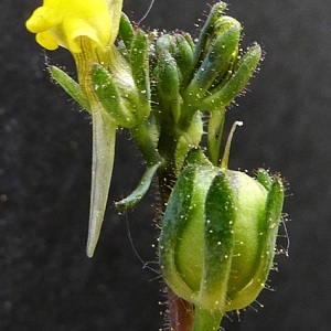 Photographie n°117378 du taxon Linaria simplex (Willd.) DC. [1805]