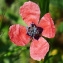  Bertrand BUI - Papaver hybridum L. [1753]