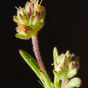 Psyllium squalidum (Salisb.) Soják (Plantain pucier)