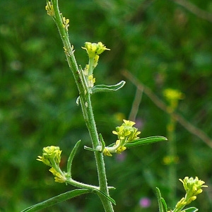 Photographie n°117384 du taxon Sisymbrium officinale (L.) Scop. [1772]