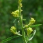  Bertrand BUI - Sisymbrium officinale (L.) Scop. [1772]