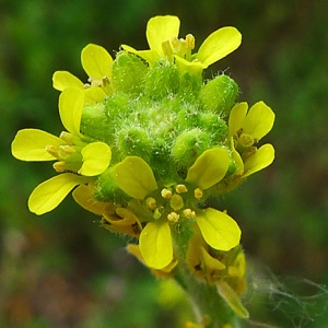 Hesperis officinalis (L.) Kuntze (Herbe aux chantres)