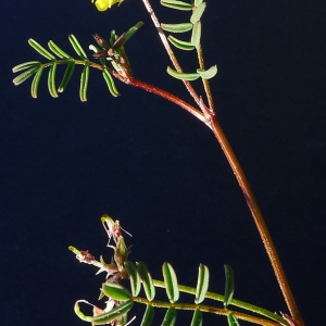 Photographie n°117387 du taxon Hippocrepis ciliata Willd. [1808]