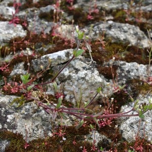  - Cerastium semidecandrum L. [1753]