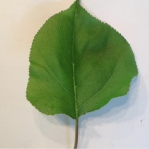Photographie n°117456 du taxon Prunus armeniaca L. [1753]