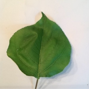 Photographie n°117457 du taxon Prunus armeniaca L. [1753]