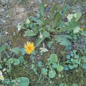 Photographie n°117478 du taxon Taraxacum F.H.Wigg. [1780]