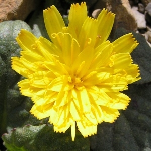 Photographie n°117490 du taxon Crepis pygmaea L. [1753]