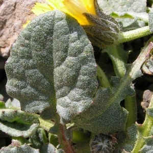 Photographie n°117491 du taxon Crepis pygmaea L. [1753]