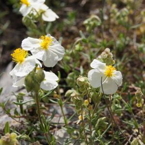 Photographie n°117492 du taxon Helianthemum apenninum (L.) Mill. [1768]