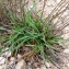  Bertrand BUI - Armeria arenaria subsp. bupleuroides (Godr. & Gren.) Greuter & Burdet [1989]