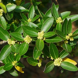 Phillyrea latifolia L. (Alavert à larges feuilles)