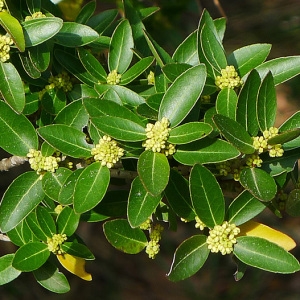 Phillyrea angustifolia subsp. latifolia (L.) Maire (Alavert à larges feuilles)