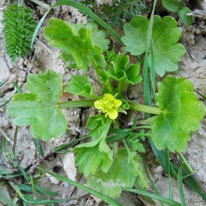 Photographie n°117523 du taxon Ranunculus muricatus L. [1753]