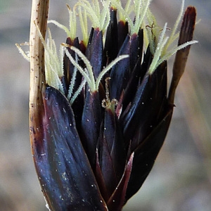 Cyperus niger Salisb. (Choin noirâtre)