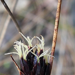 Photographie n°117536 du taxon Schoenus nigricans L. [1753]