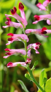 Marie Portas, le 18 avril 2013 (Saint-Nazaire-d'Aude)