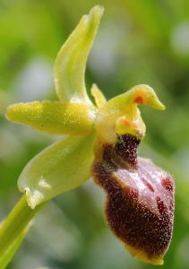 Marie  Portas, le 18 avril 2013 (Minerve)