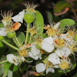 Photographie n°117562 du taxon Pyrus amygdaliformis Vill. [1807]