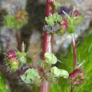 Photographie n°117567 du taxon Urtica pilulifera L.