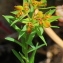  Marie  Portas - Euphorbia exigua L.