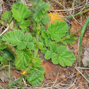 Photographie n°117578 du taxon Geum sylvaticum Pourr. [1788]