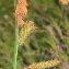 Marie  Portas - Carex flacca Schreb. [1771]