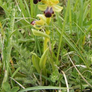 Photographie n°117621 du taxon Ophrys sulcata Devillers & Devillers-Tersch. [1994]