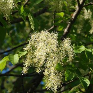 Photographie n°117663 du taxon Fraxinus ornus L. [1753]