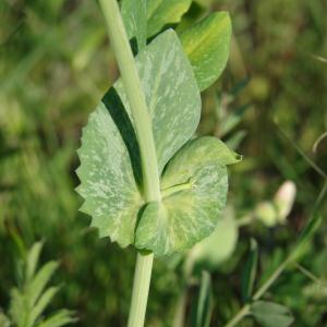 Photographie n°117669 du taxon Pisum sativum L. [1753]