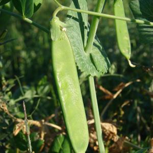 Photographie n°117671 du taxon Pisum sativum L. [1753]