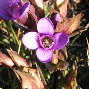 Photographie n°117697 du taxon Gentianella campestris f. campestris 