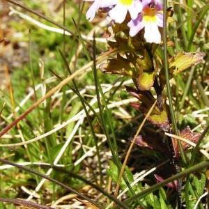  - Euphrasia salisburgensis Funck [1794]