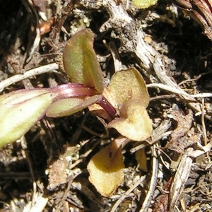 Photographie n°117704 du taxon Gentianella campestris f. campestris