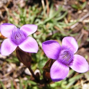 Gentianella campestris (L.) Börner f. campestris  (Gentiane des champs)