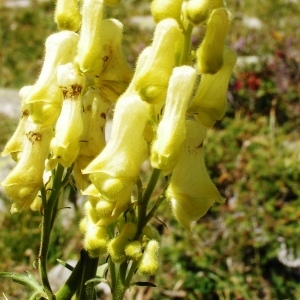 Photographie n°117707 du taxon Aconitum lycoctonum subsp. vulparia (Rchb.) Nyman [1889]