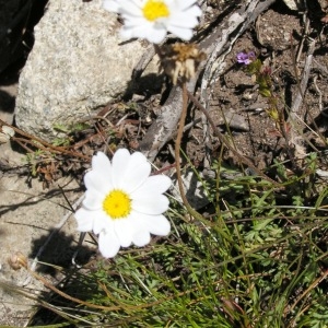 Photographie n°117709 du taxon Leucanthemopsis alpina subsp. alpina