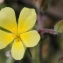  John De Vos - Helianthemum salicifolium (L.) Mill. [1768]