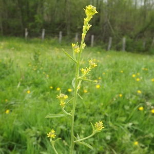 Photographie n°117742 du taxon Brassicaceae