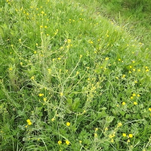  - Brassicaceae