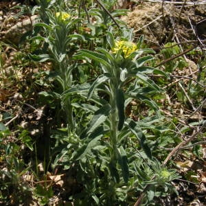 Photographie n°117767 du taxon Fibigia clypeata (L.) Medik. [1792]