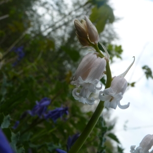 Photographie n°117780 du taxon Hyacinthoides non-scripta subsp. non-scripta