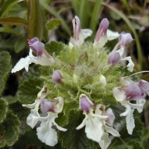 Teucrium pyrenaicum L. (Germandrée des Pyrénées)