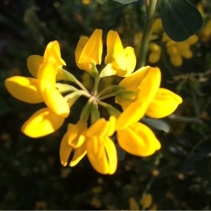 Photographie n°117792 du taxon Coronilla valentina L. [1753]