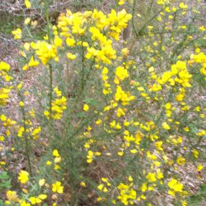 Photographie n°117805 du taxon Ulex europaeus L. [1753]